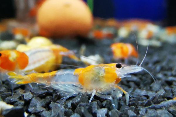 Orange Rilli Garnele - Neocaridina davidi